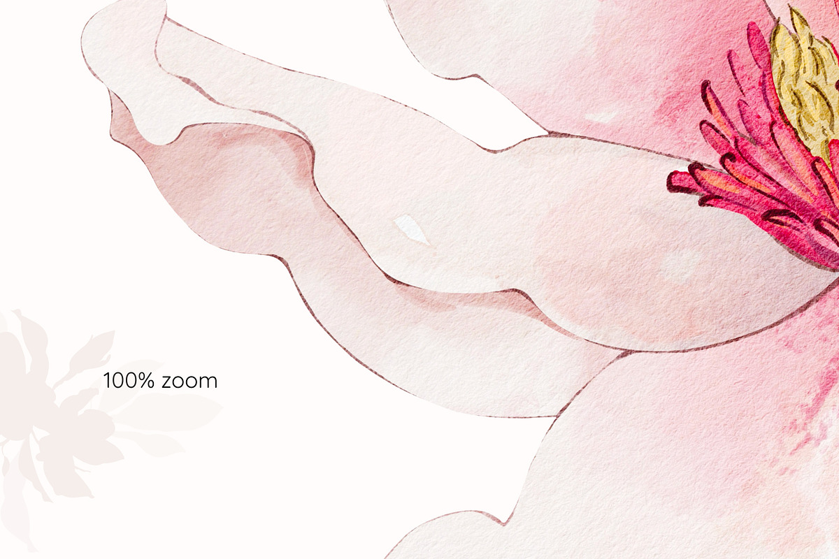 Magnolia watercolor floral set, a Decorative Illustration by Yuliia Lashevska (Photo 3 of 13)