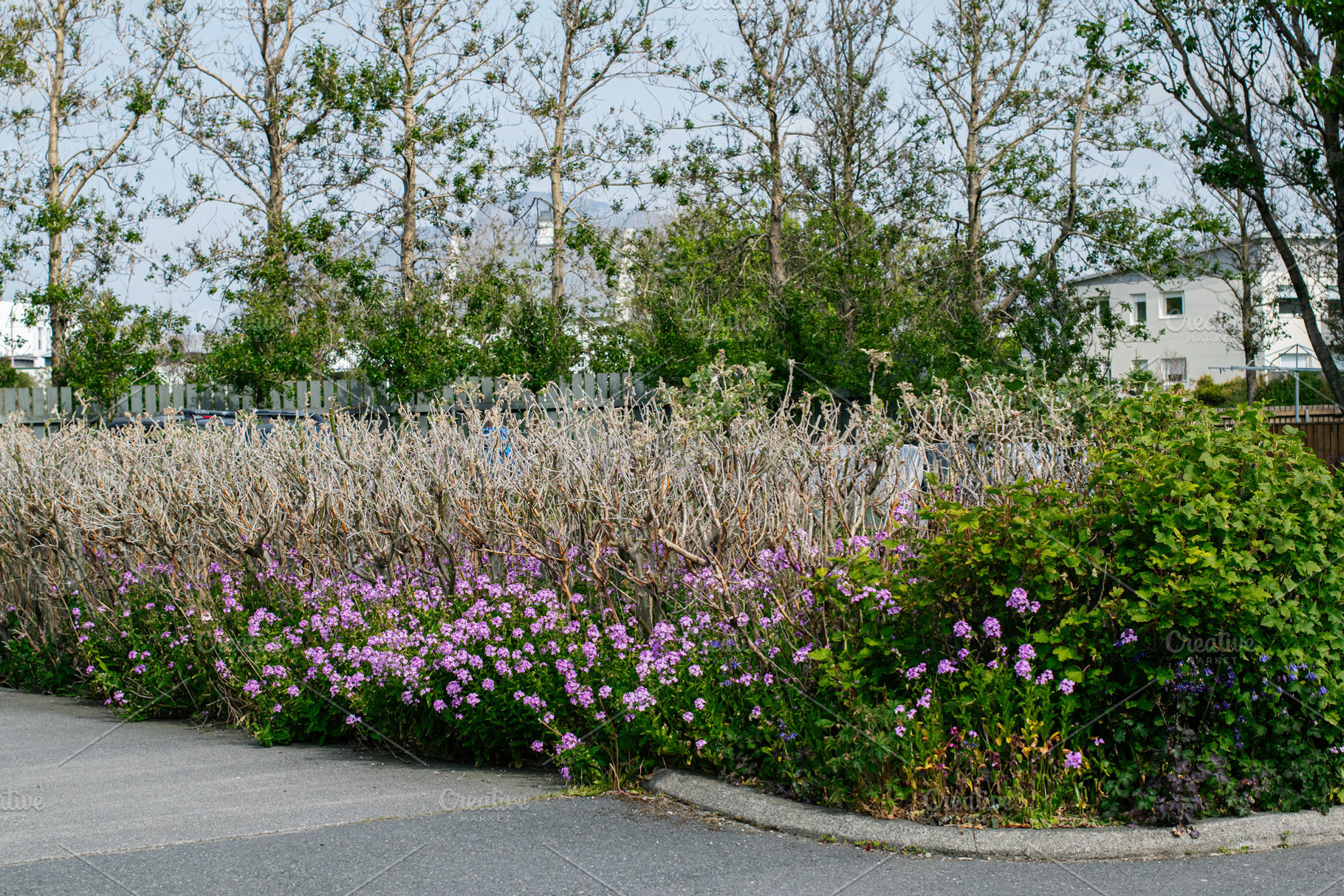 Blooming flowers in a garden surrounded by a fence and greenery, a Photo by AS photostudio