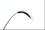 Wheat Clipart Vector Pack, an Illustration by jahid234 (Thumbnail 9 of 9)