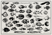 Aquatic Natural History Collection, an Object Graphic by Blixa 6 Studios (Thumbnail 6 of 24)