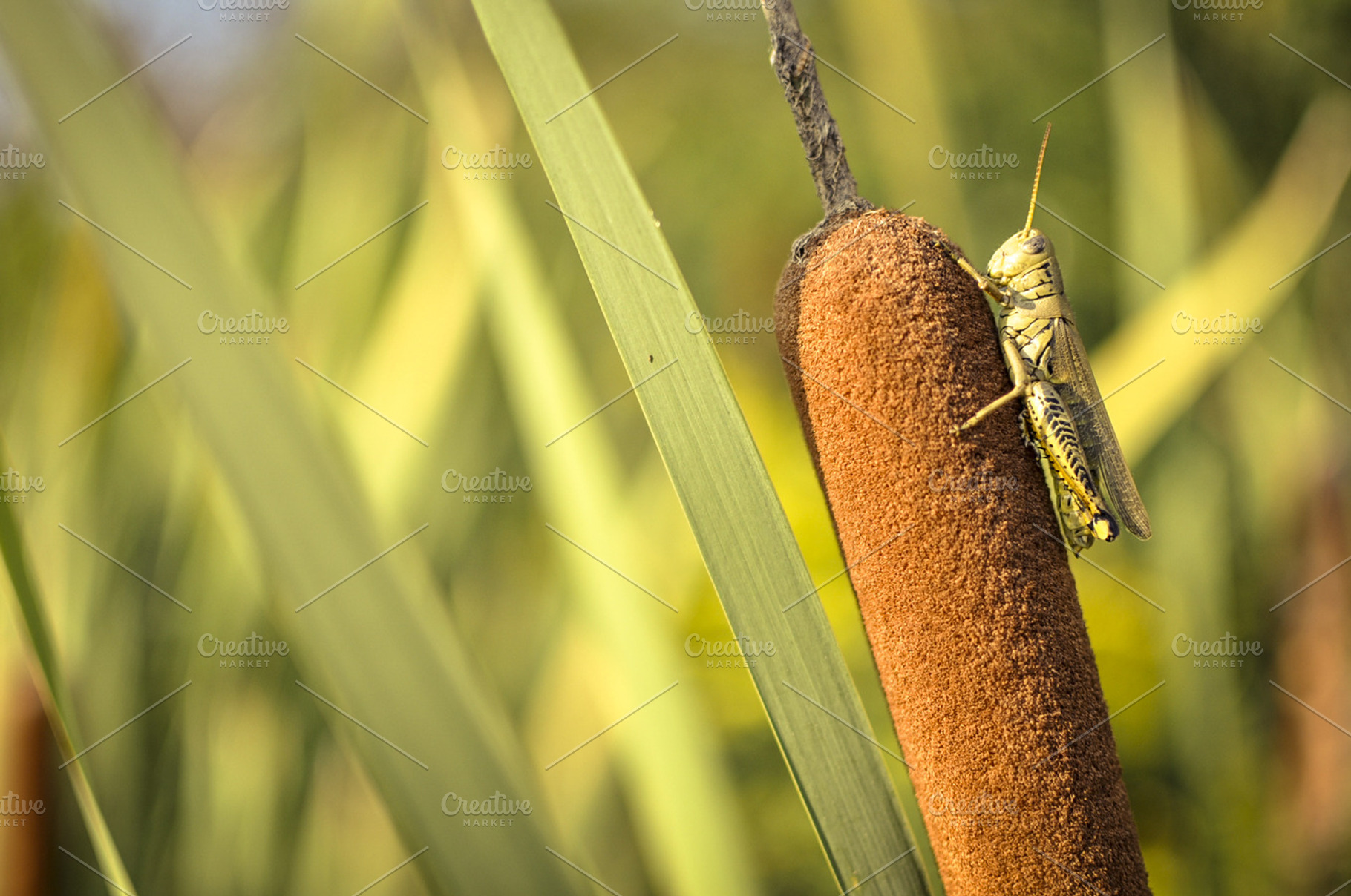 Grasshopper On Cattail