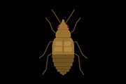 Brown Bed Bug Insect, a Solid Icon by Buqancreative (Thumbnail 2 of 2)