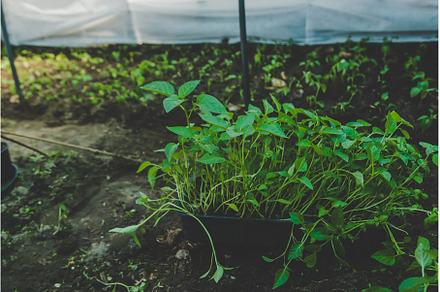 Pepper seedlings grow in spring, a Nature Photo by yanadjana