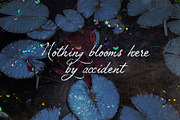 Petal Yonder: Airy Script Font, a Script Font by Mneme (Thumbnail 5 of 9)