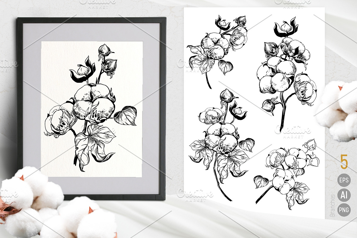 Soft Cotton. Vector engraving style., an Illustration by Tata Pilip (Photo 2 of 10)