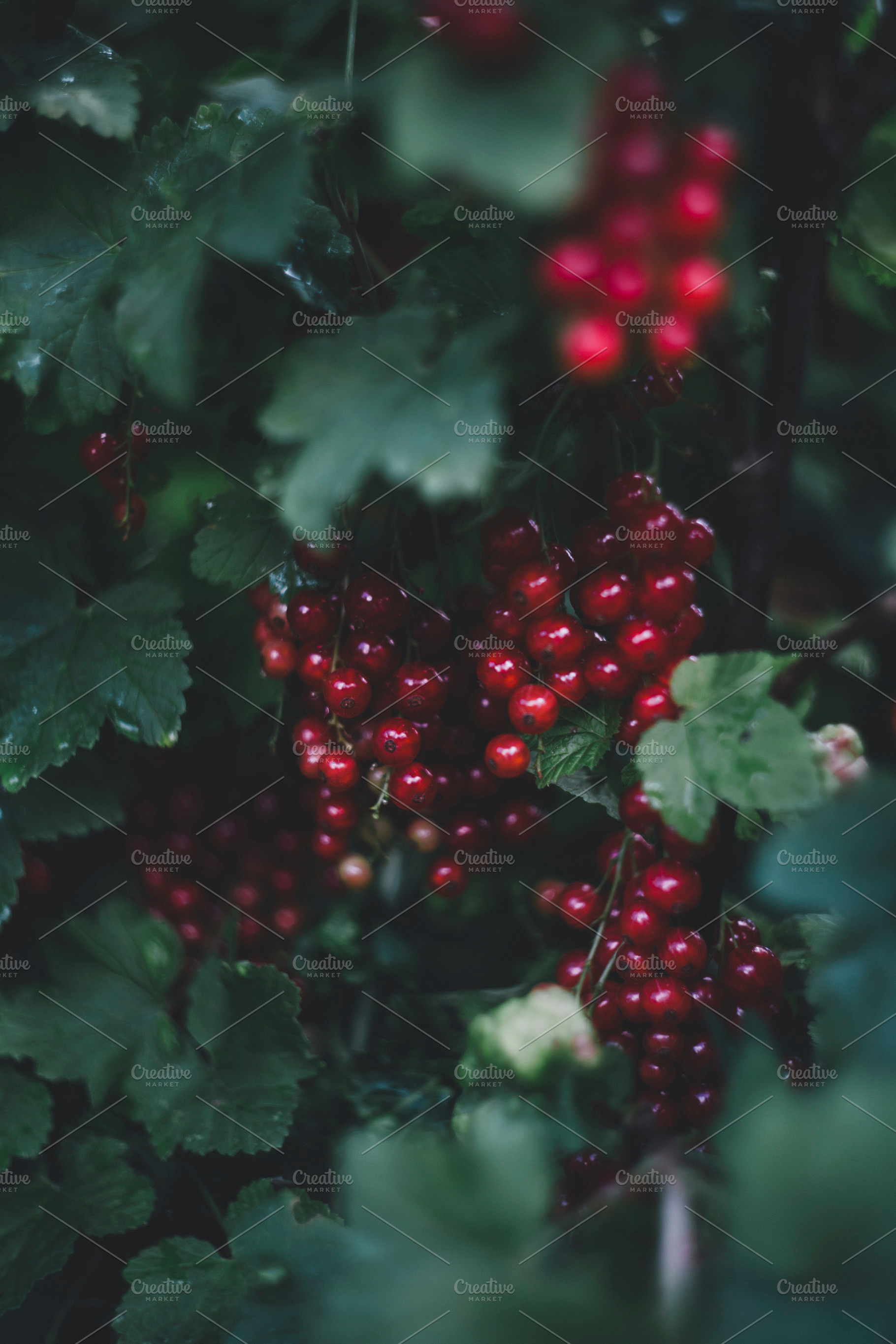 currant, ribes, red currant, a Food & Drink Photo by Markus Spiske | Images