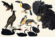 Black Birds Collection, an Animal Illustration by Lilithcollageart (Thumbnail 4 of 7)
