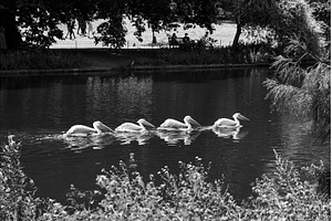 Great White Pelicans swimming in St