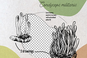 Medicinal Mushrooms