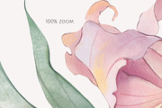 PURPLE LILIES watercolor flowers, a Decorative Illustration by Yuliia Lashevska (Thumbnail 12 of 14)