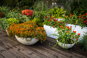 Vibrant Garden Oasis, a Nature Photo by Imaginarium