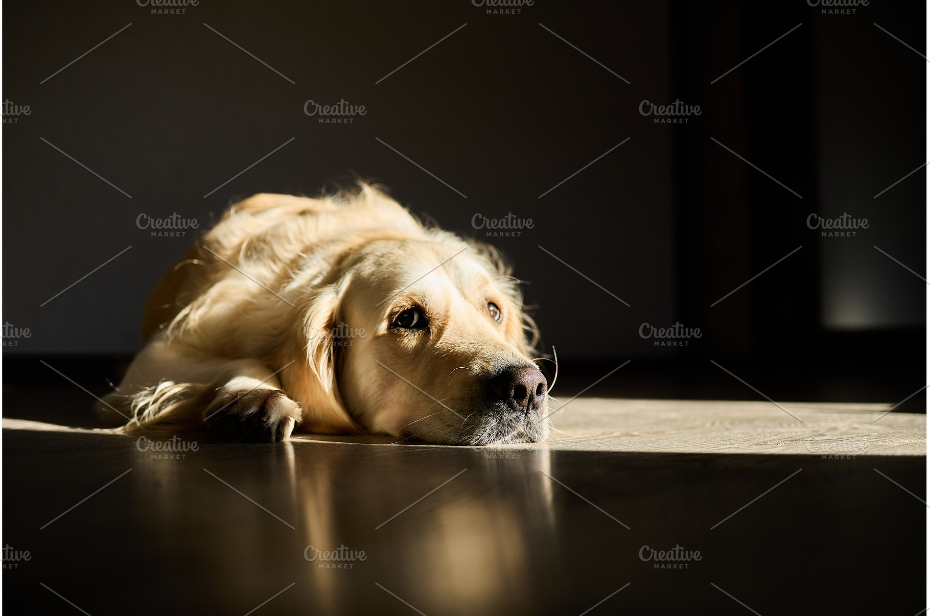 Golden retriever relaxing quietly in, an Animal Photo by IlliaBondarPhotography
