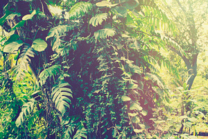Tropical garden mist
