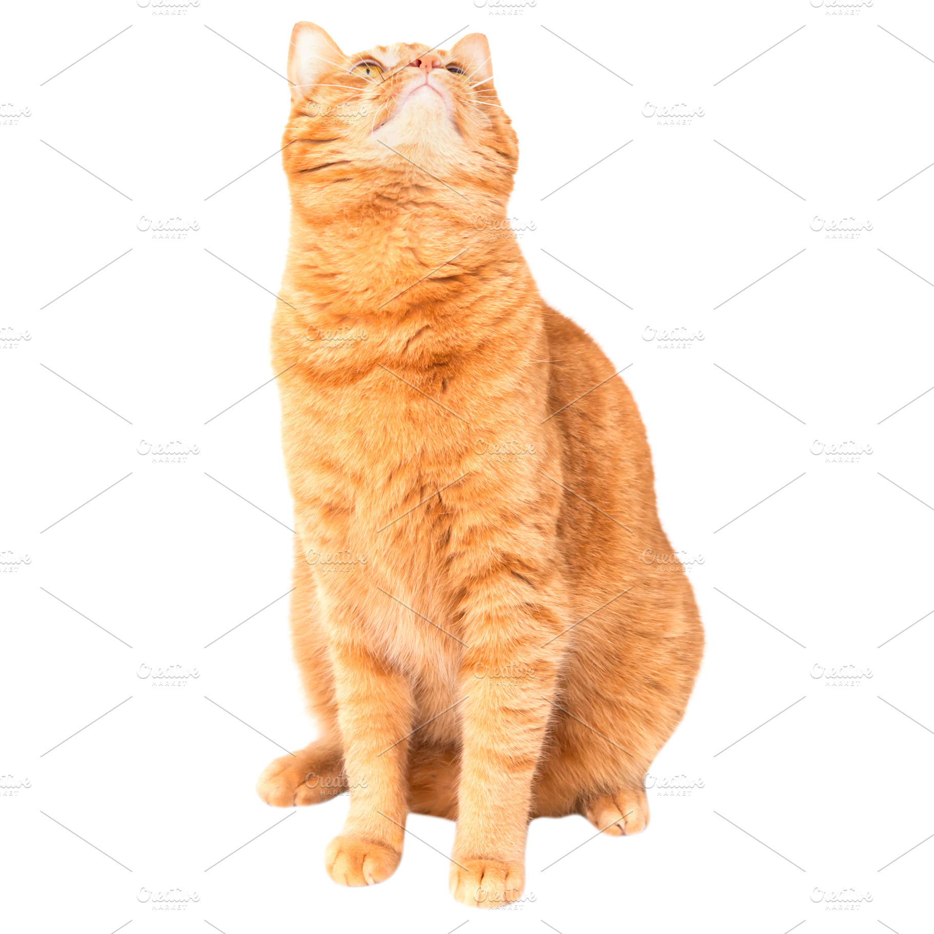 Red domestic cat, an Animal Photo by Vapi