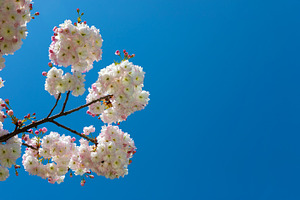 Blooming white cherry blossoms on branches against a vivid blue, a Nature Photo by Ales Munt