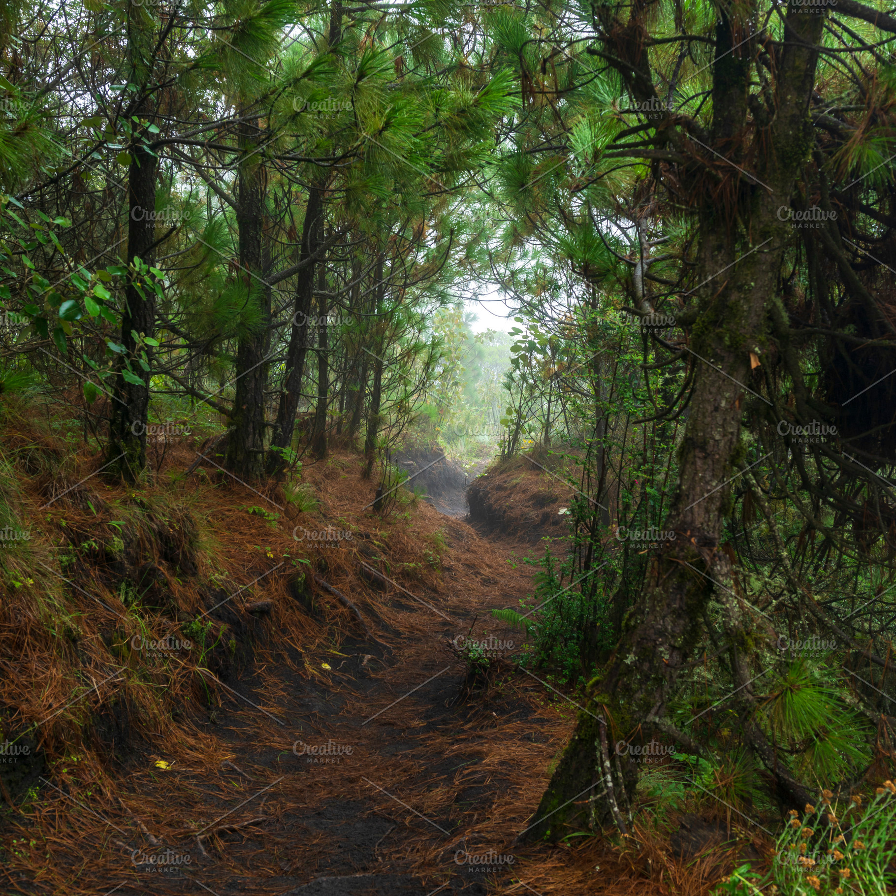 Acatenango Guatemala Hiking Trail, a Photo by THP Creative