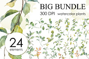 Botany watercolor PNG set, an Object Graphic by Dashamoony (Thumbnail 1 of 4)