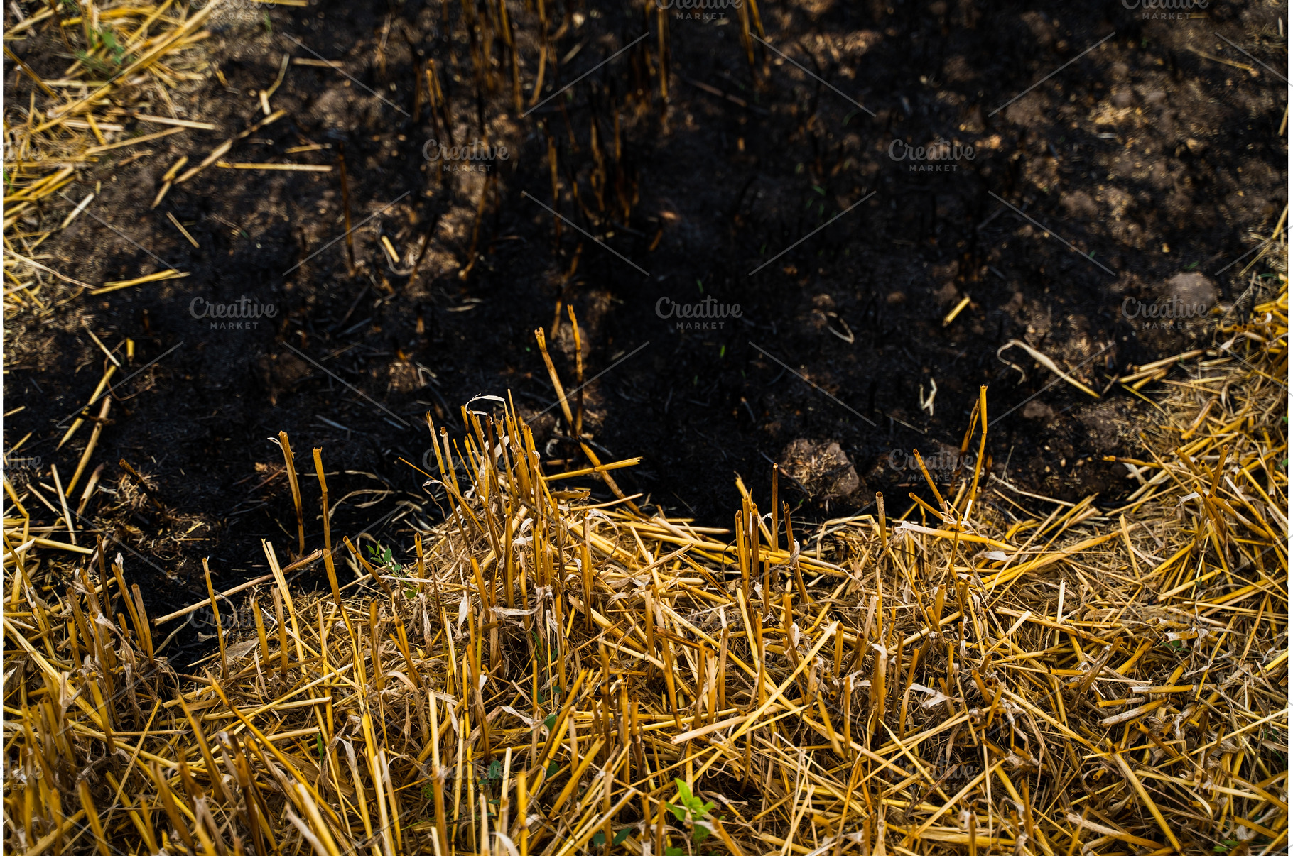 Burnt stubble field with dry straw, an Animal Photo by volodymyrshtun13795