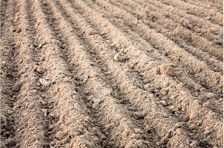 Furrows in a field after plowing it., an Animal Photo by Our Amazing World