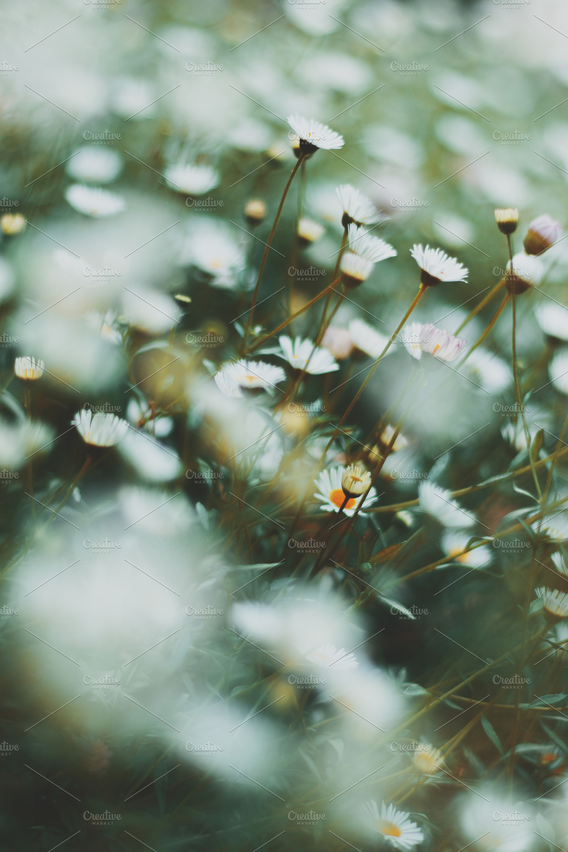 White Daisy Portrait, a Nature Photo by René Jordaan Photography