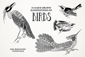 Hand Drawn Illustrations of Birds