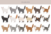 Selkirk Rex Cat, an Animal Illustration by pet design shop (Thumbnail 2 of 6)