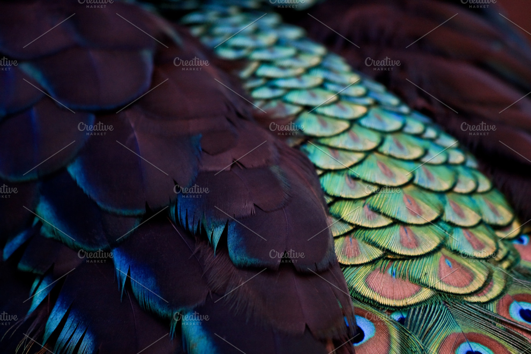 Feathers stock photo containing feathers and peachock