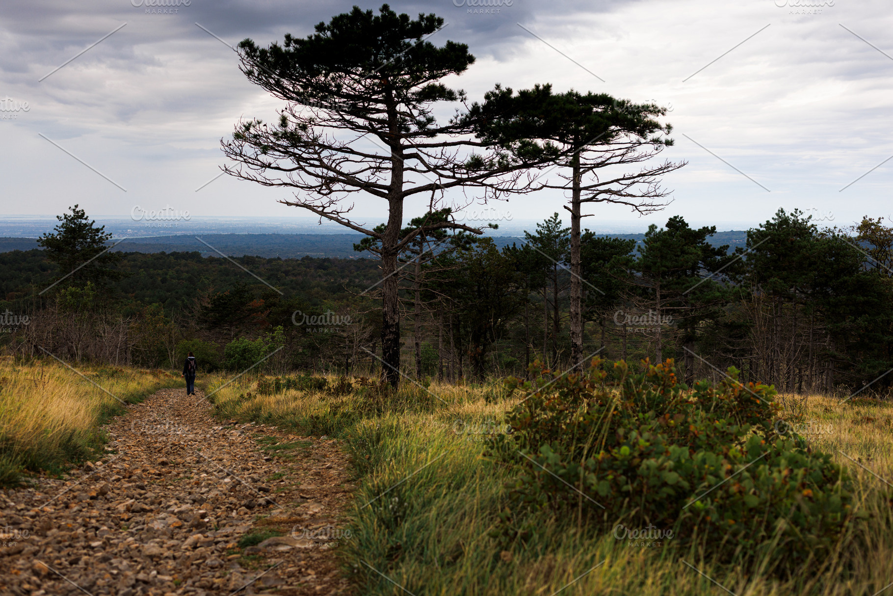 Trees on the way to the top of the mountain, a Nature Photo by Bepslabor
