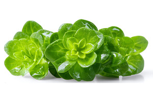 Isolated arugula sprouts and falling, a Food & Drink Photo by ZinetroN