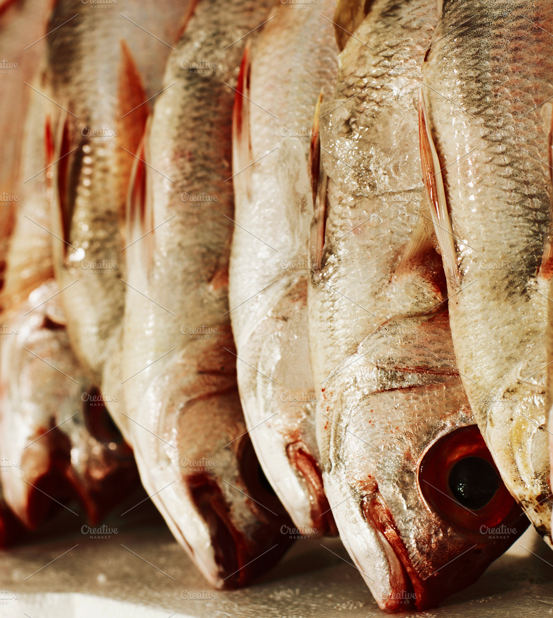 Fresh Raw Dorado Fish, a Food & Drink Photo by zhekos