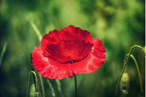 Red spring poppy, a Nature Photo by Nature and travel