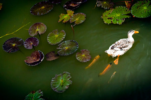Ducks on Pond, a Nature Photo by THP Creative