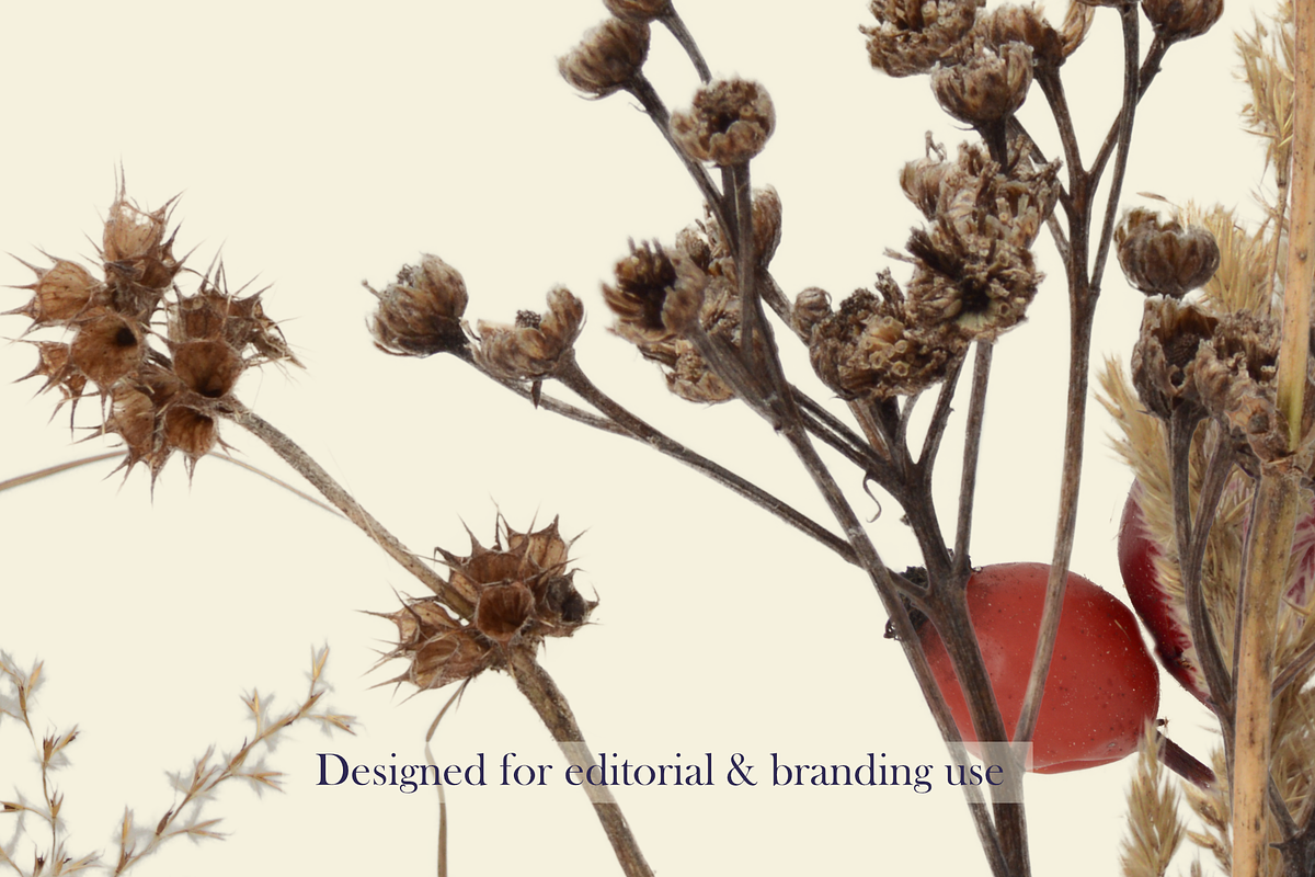 Quiet Meadow – Seed Head Studies, an Object Graphic by Aga Silva (Photo 4 of 4)
