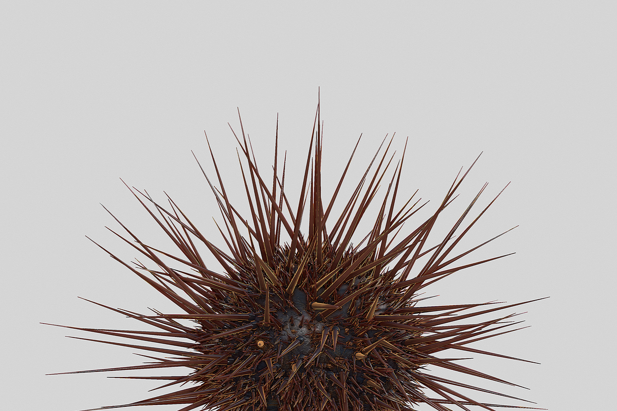 Sea urchin V1, an Environmental 3D Model by AndrewWhite (Photo 5 of 6)
