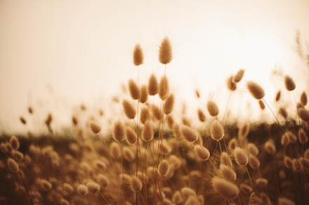 Flowers Sunset Stock Photograph preview 6