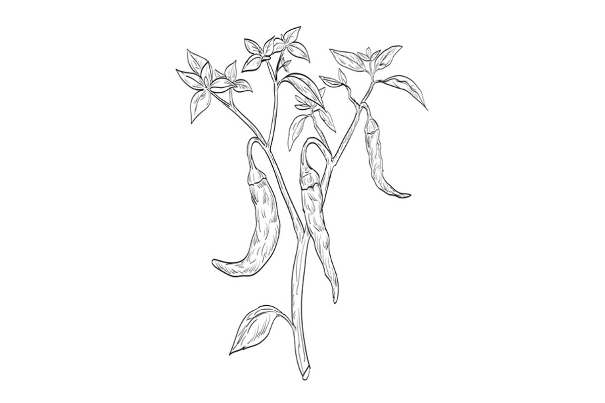 Cayenne Pepper Drawing, an Illustration by patrimonio