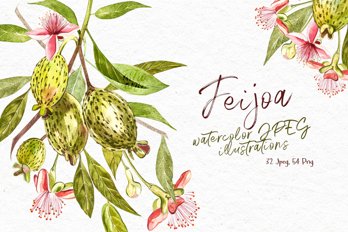 Feijoa Graphic & Watercolor clipart, a Food Illustration by Ann Astro (Photo 2 of 10)