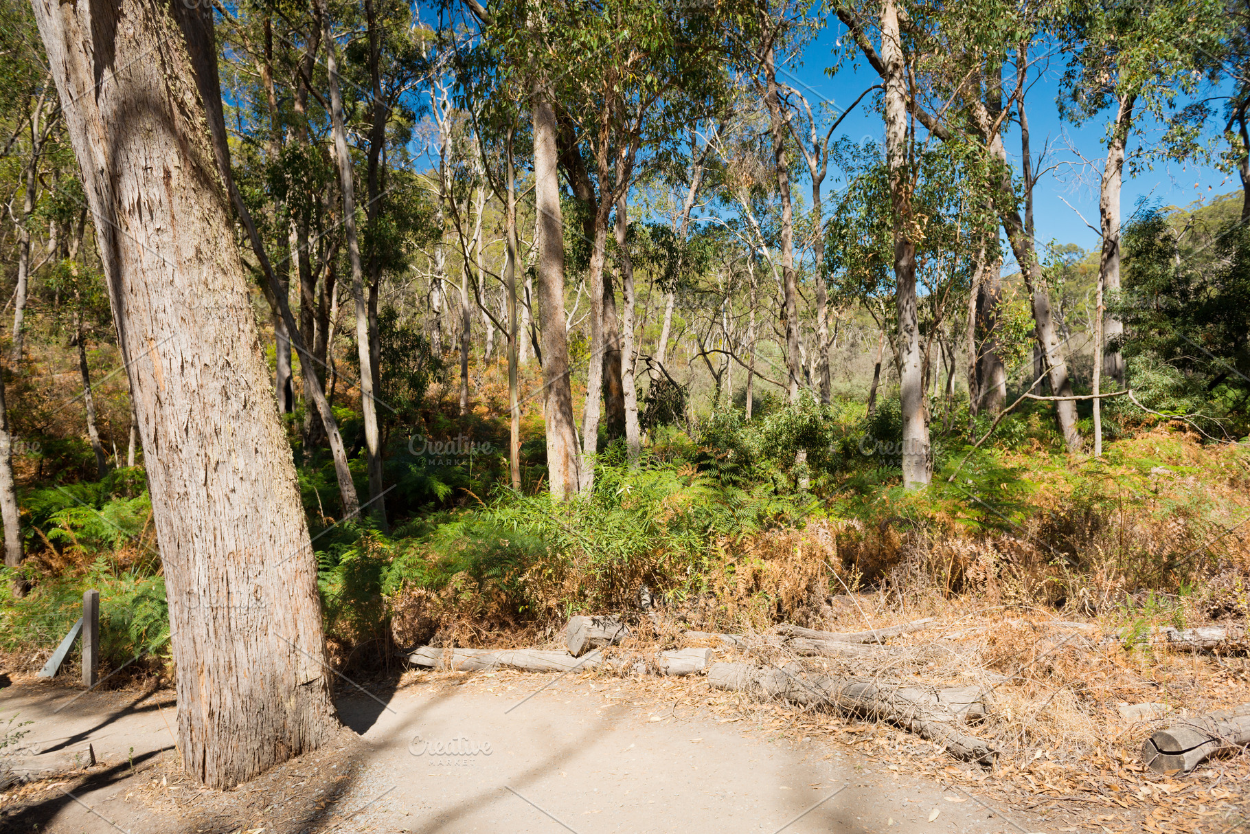 Australian Bush Landscape, a Nature Photo by THP Creative