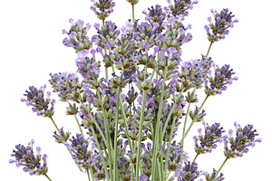 A lush bouquet of blooming purple lavender on green stems on an, a Nature Photo by ndanko