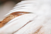 Delicate | 20 Feather Photos, a Nature Photo by Melanie Helena (Thumbnail 13 of 20)