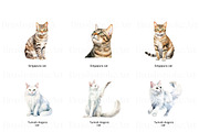 Purebred Cats Clipart, Cat Breeds, an Animal Illustration by BrushstrokeArtGB (Thumbnail 4 of 9)