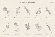 Plants & Flowers Collection, a Decorative Illustration by Sinclair Creative Agency (Thumbnail 5 of 8)