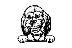 Maltipoo Dog - Peeking Dog Breed -, an Animal Illustration by Digital-Clipart