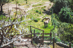 Donkeys and goats in sunny pasture, an Animal Photo by SkyNext