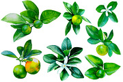 Watercolour little mandarins, a Decorative Illustration by Verlena's Corner (Thumbnail 2 of 5)