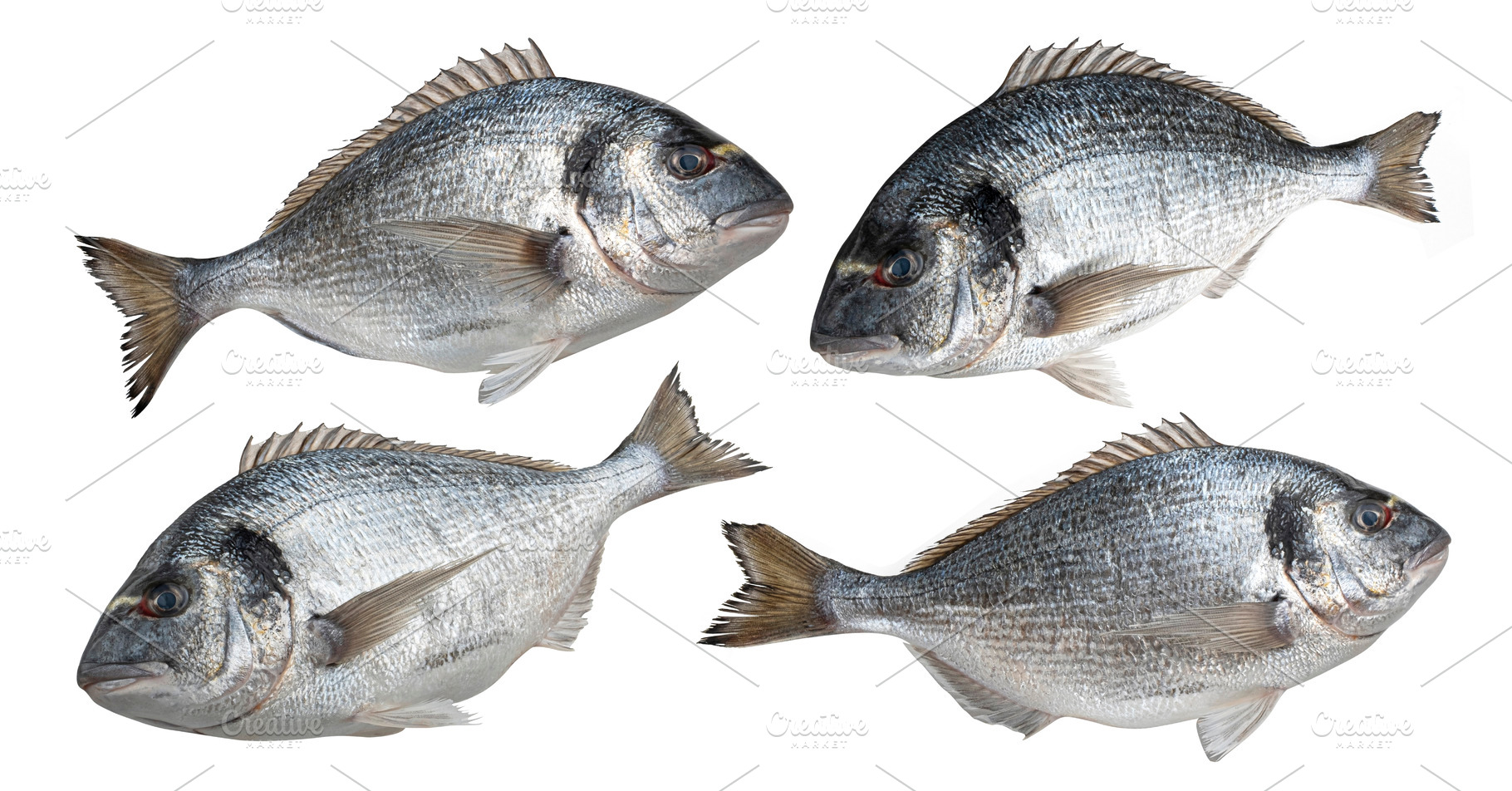 Fresh dorado fish isolated on white, a Food & Drink Photo by Max Lashcheuski