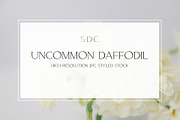 Uncommon Daffodil Styled Stock, a Nature Photo by Susie Design Co (Thumbnail 1 of 2)