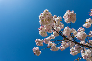 White cherry blossom clusters blooming on tree branches under a, a Nature Photo by Ales Munt