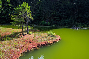 Green water reflects trees in a quiet spot near a forest, a Nature Photo by Byrdyak