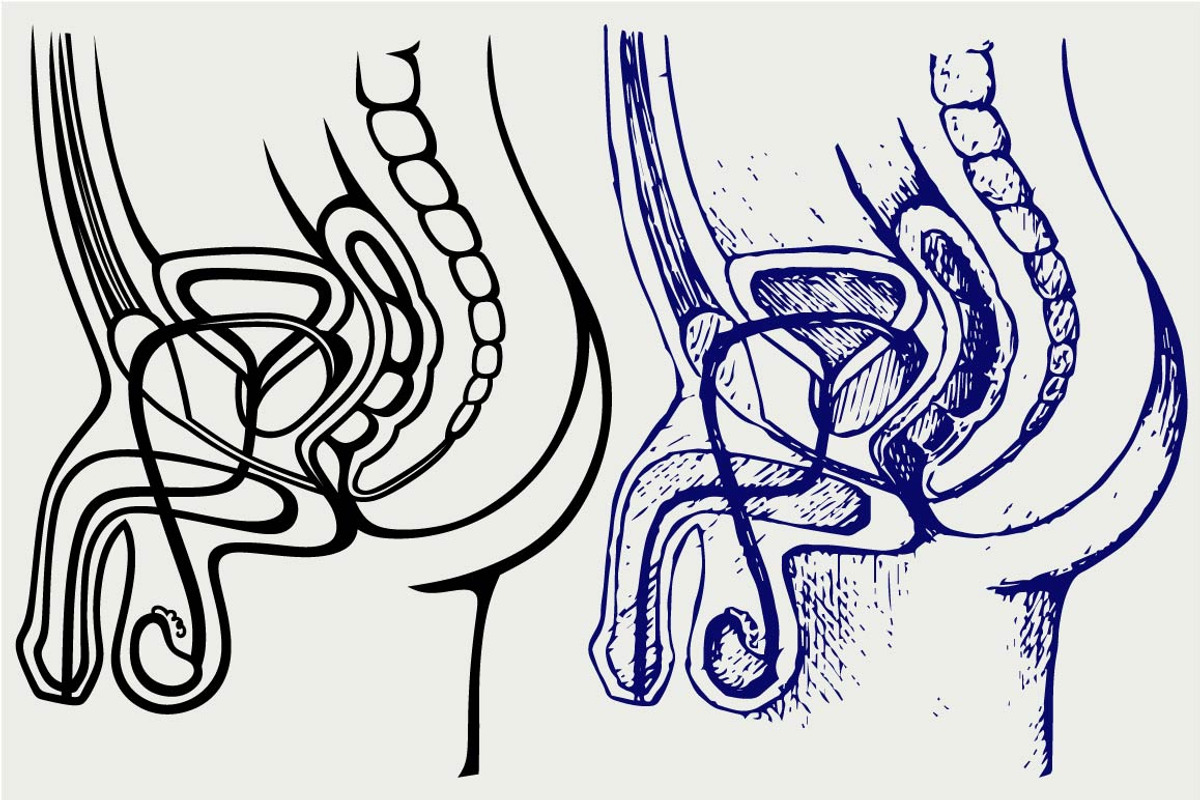 Male urinary system SVG, an Outline Icon by LineworkStock